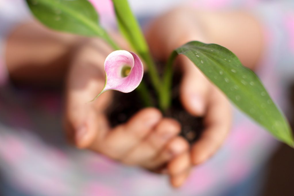 pink flower in hands