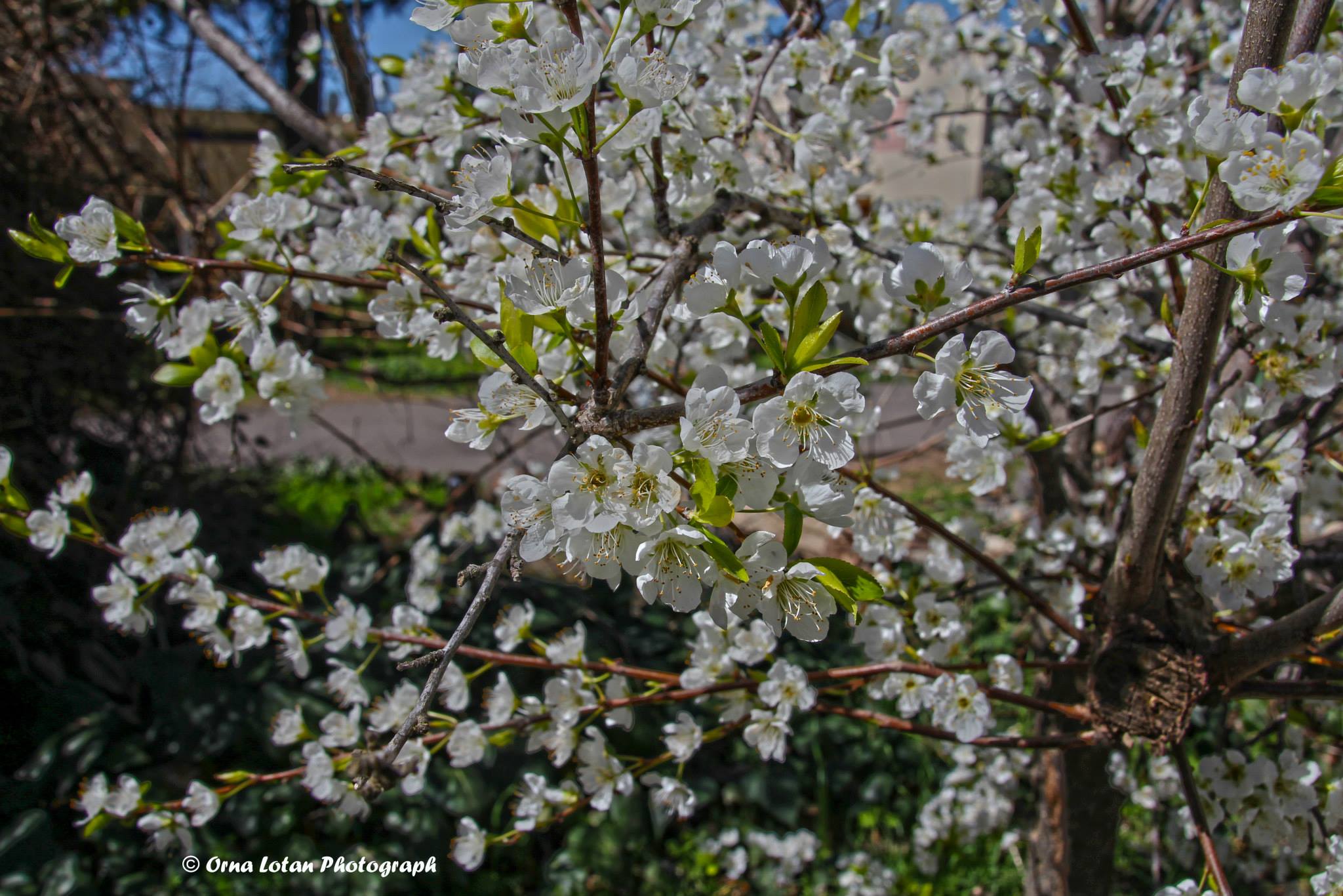 almond tree with beautiful flowers begins to blossom early in the winter in Israel