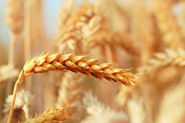 The genome of wild emmer wheat is one of the most complex sequences in nature. 