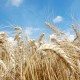 wheat-1651230_960_720