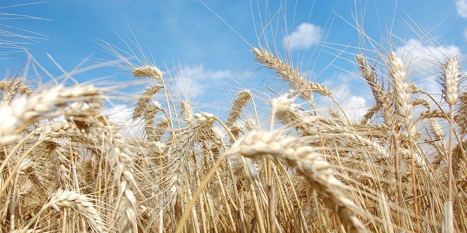 wheat-1651230_960_720