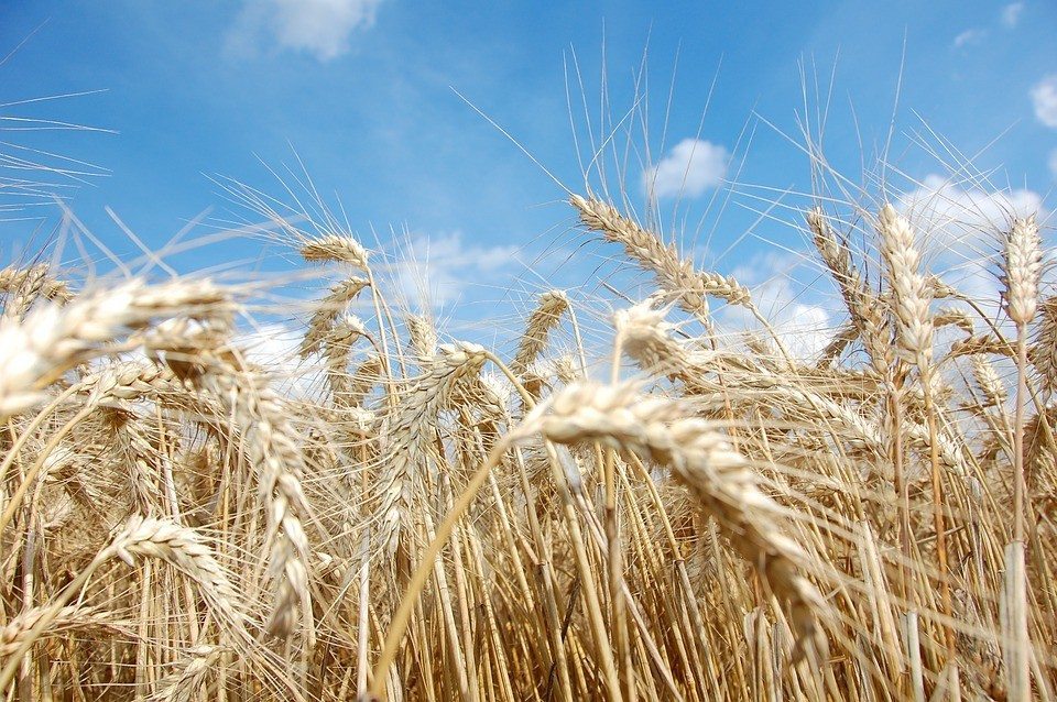 wheat-1651230_960_720