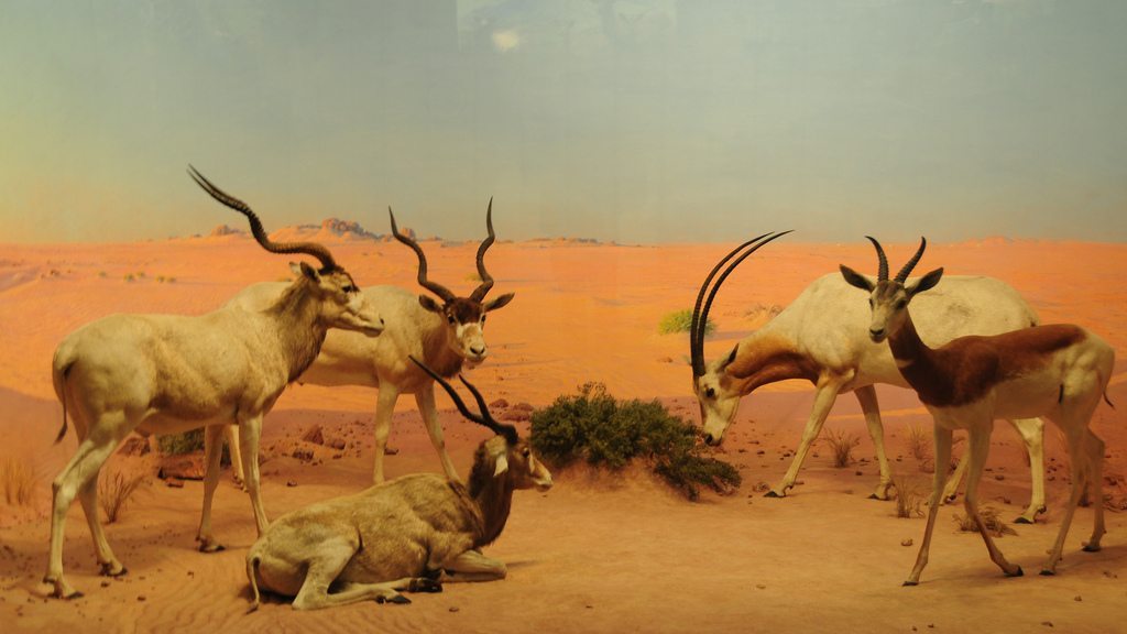 Yotvata Hai-Bar Nature Reserve is dedicated to fostering endangered animals that are mentioned in the bible