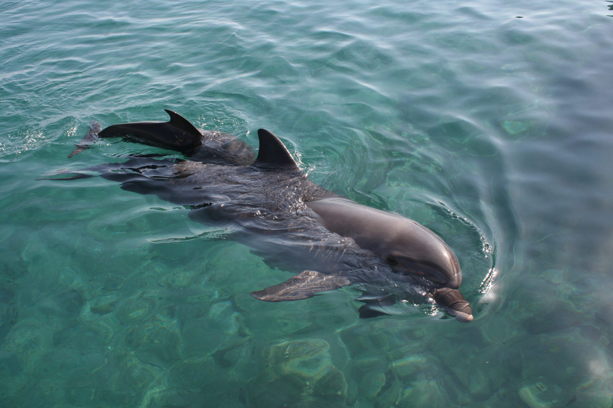 The Dolphin reef in Eilat allows people to fulfill their childhood dream of swimming with dolphins