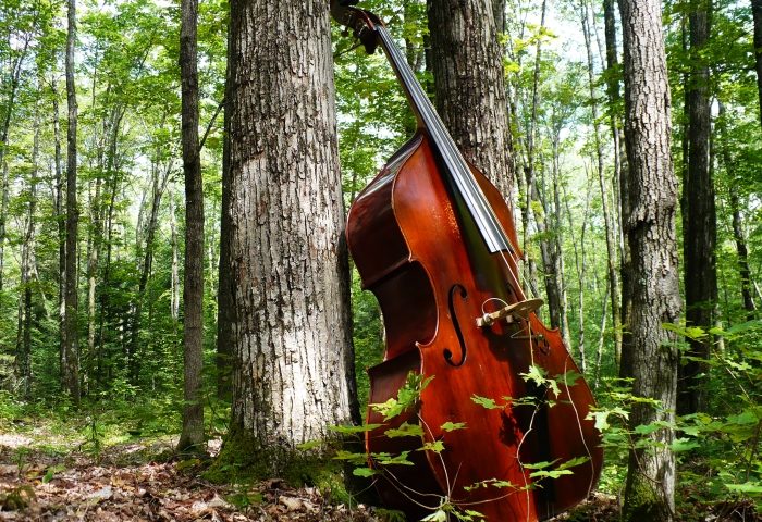 Optimized-bigstock-Double-Bass-in-Nature-10387022