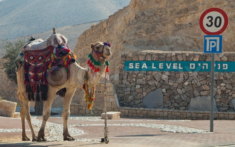camel4